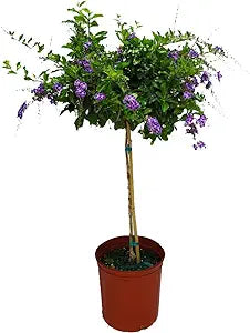 3 gallon Duranta Tree