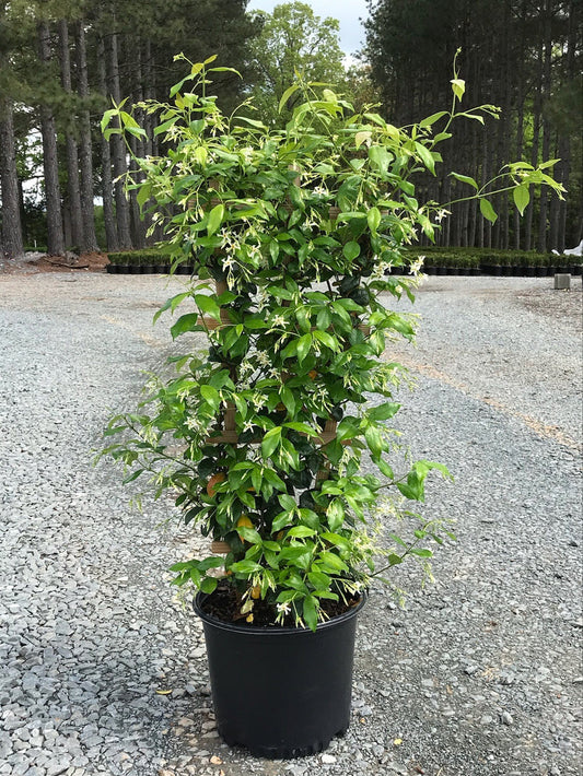 3 Gallon Jasmine Trellis