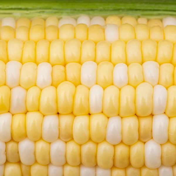 Allure F1 Sweet Corn: 75 seeds