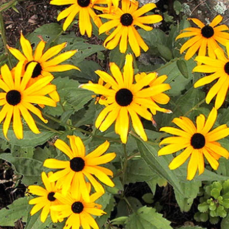 Blackeyed Susan