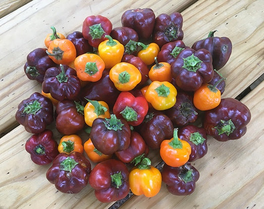 Bangles Blend Pepper