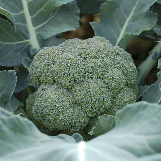 Belstar F1 Broccoli