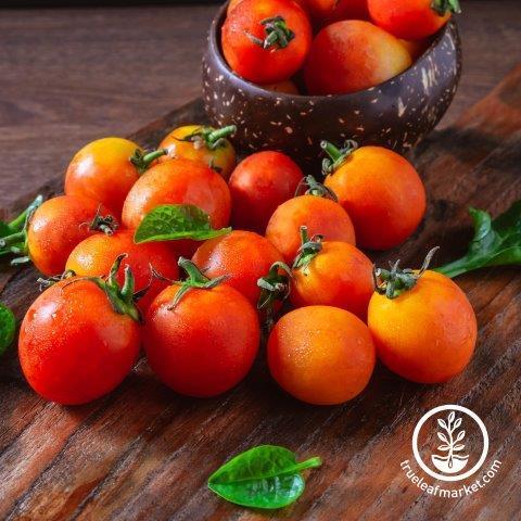 Bi-Color Cherry Tomato