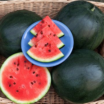 Blacktail Mountain Watermelon: 1/16 oz