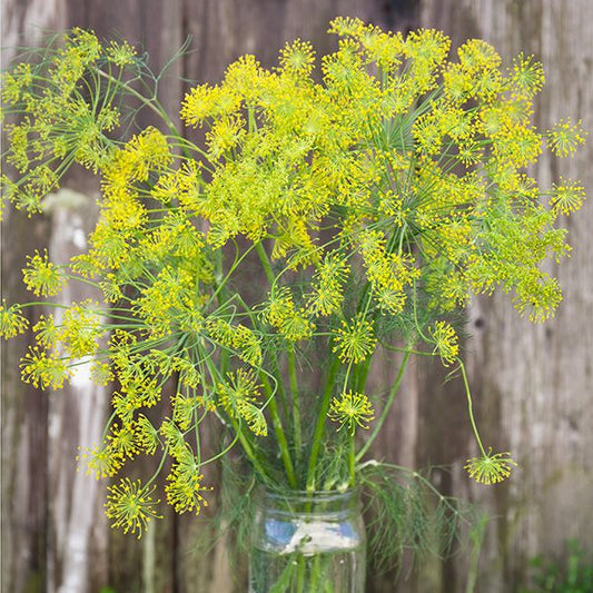 Bouquet Dill: 1/32 oz.