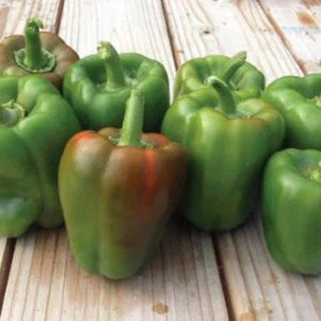 California Wonder Peppers