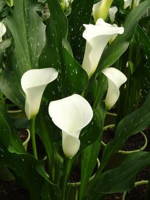 Calla Lily Siberia Bulbs (4 Bulbs)