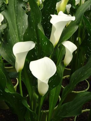 Calla Lily Siberia