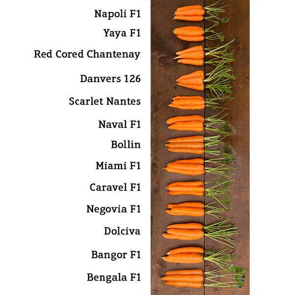 Yaya Carrot: 250 seeds