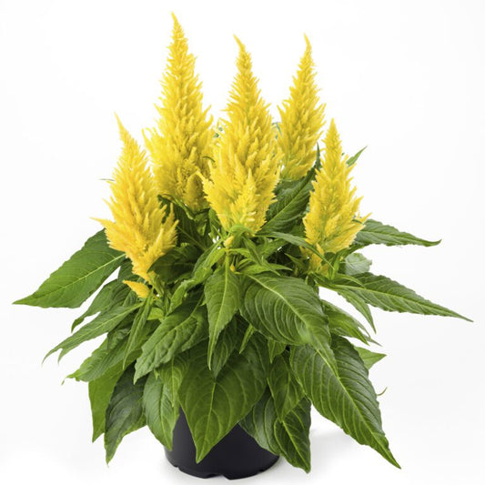 Celosia Kelos Fire Bright Mix