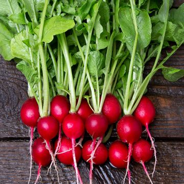 Garden Starter (7 Pack)