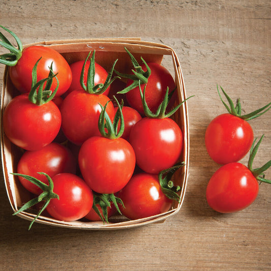 Cherry Bomb Tomato