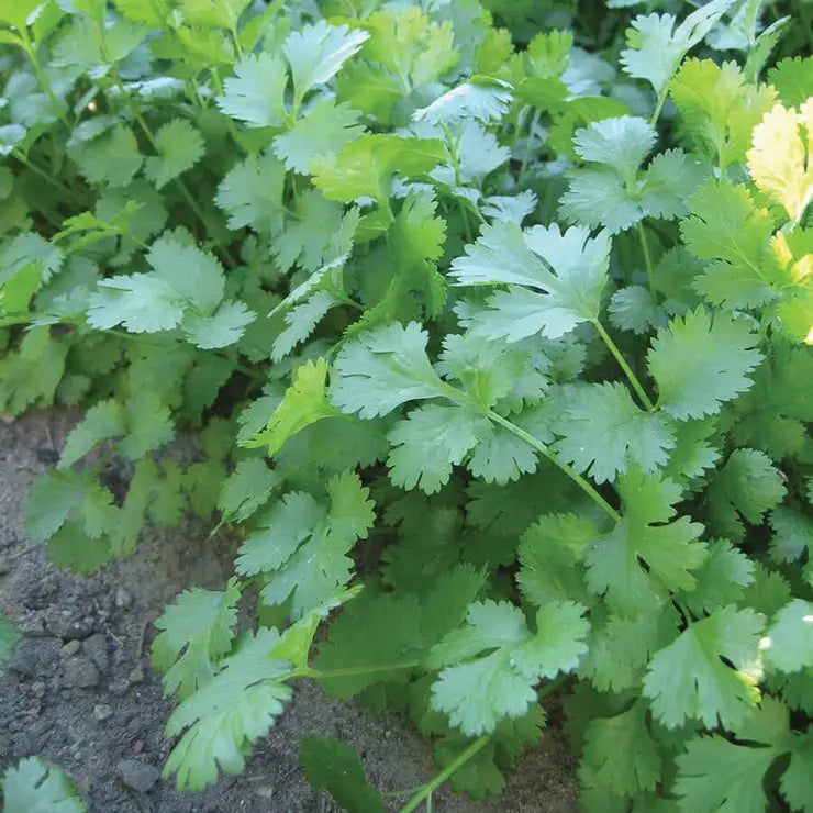 Cilantro Marino