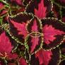 Coleus Heartbreaker