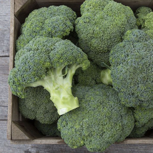Covina F1 Broccoli: 25 seeds