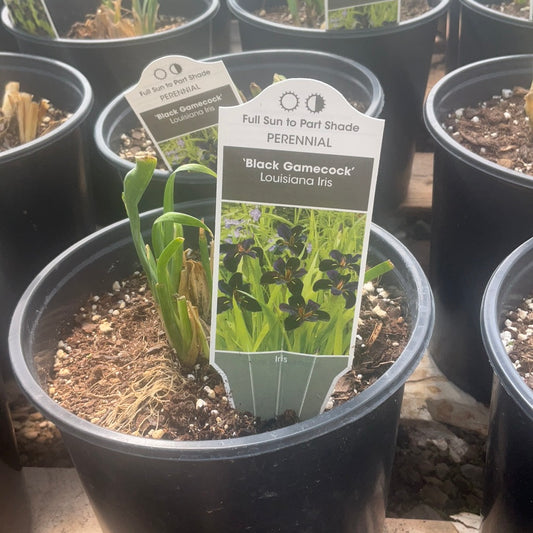 1 Gallon Black Gamecock Iris