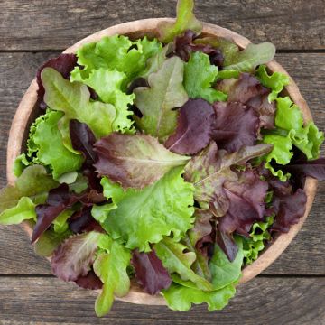 Container Garden (7 Pack)