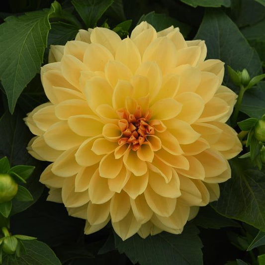 Dahlia Venti Mix