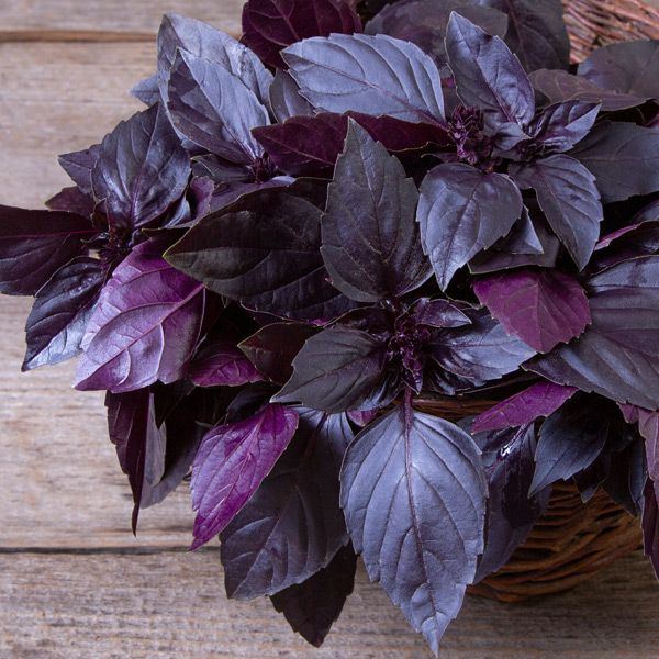 Deep Purple Basil