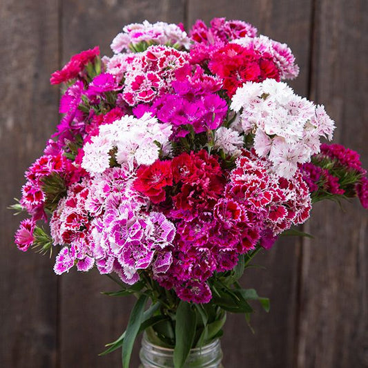 Doubled Chinensis Mix Dianthus: 25 Seeds