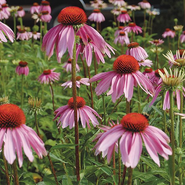 Echinacea Purpurea: 1/32 oz