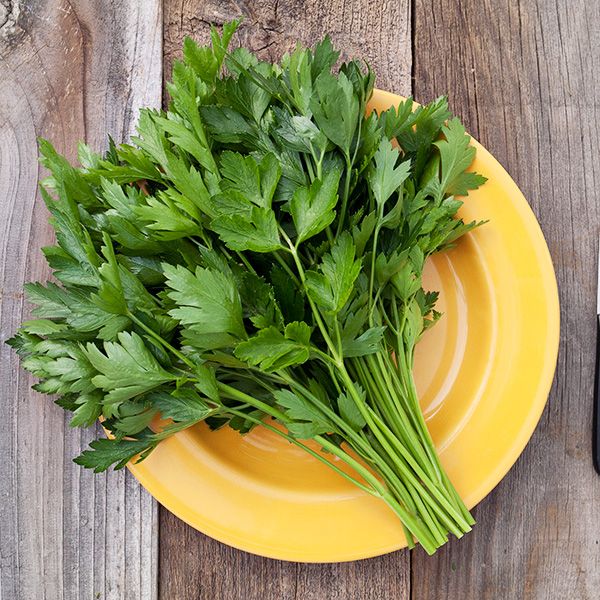 Italian Flat Leaf Parsley:1/32 oz.