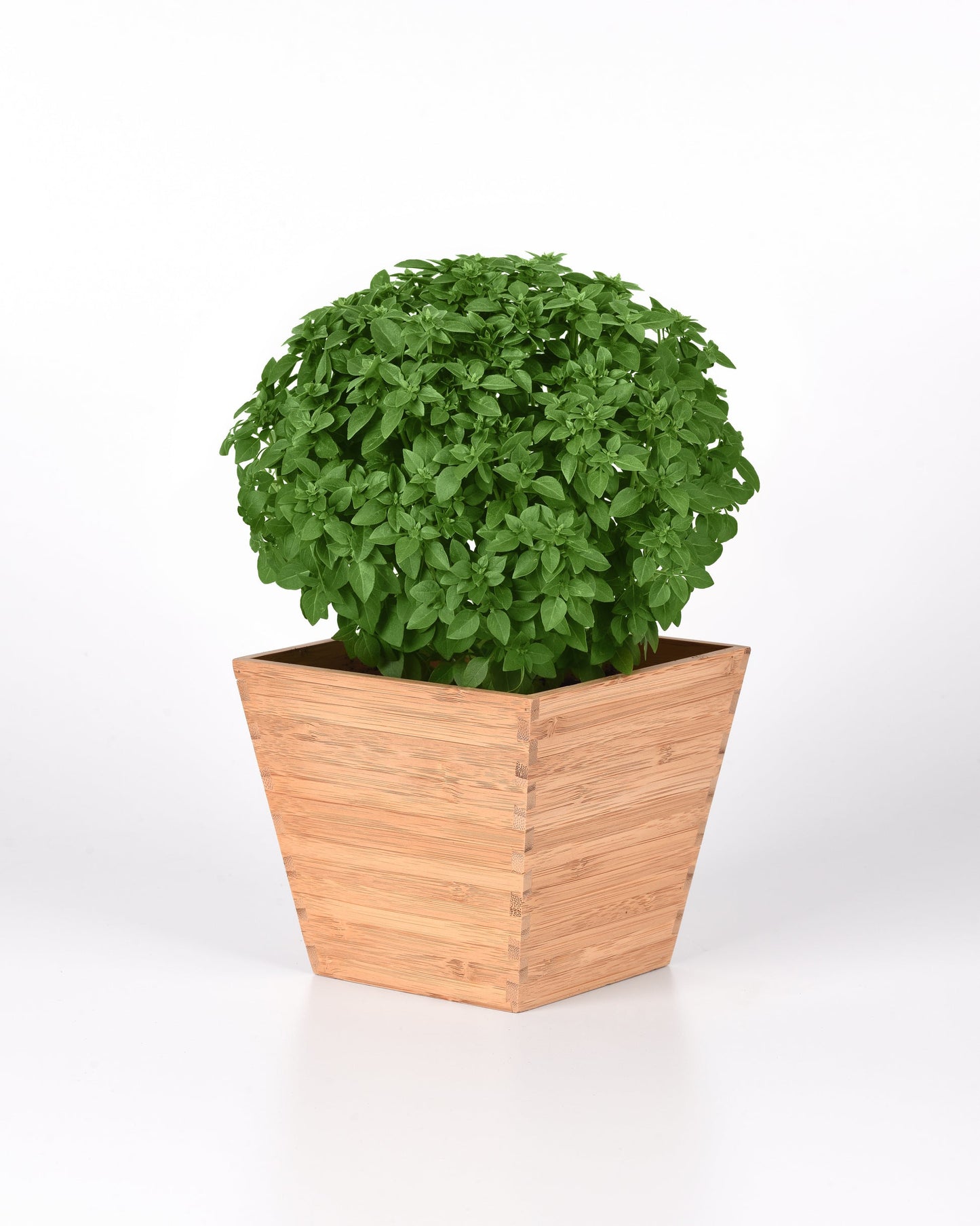Basil Bonsai