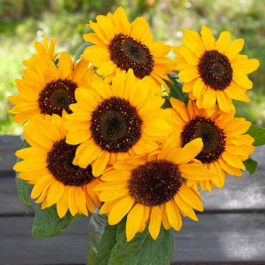 Hella Sonnenblume Sunflower: 1/16 oz.