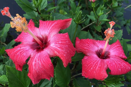 10" Pot Hibiscus Bush Painted Pink Lady