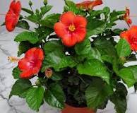 10" Pot Hibiscus Bush President Red