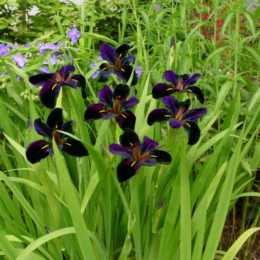 Black Gamecock Iris ( 3 bare roots)