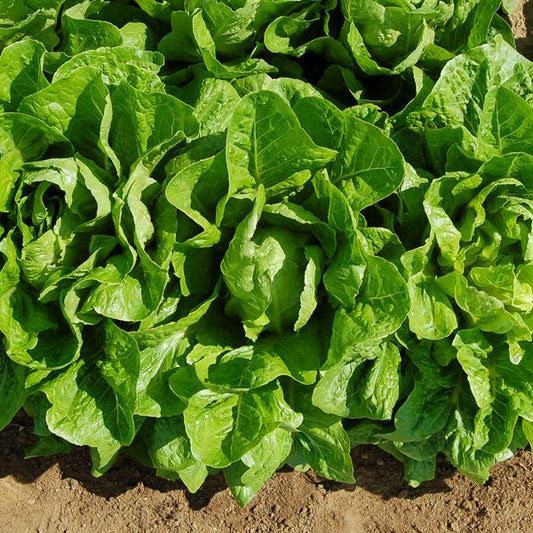 Jericho Romaine Lettuce