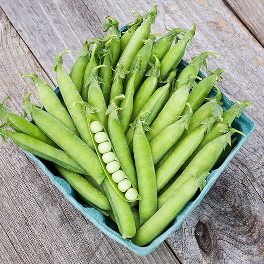 Laxton #9 Shell peas: 1 oz.
