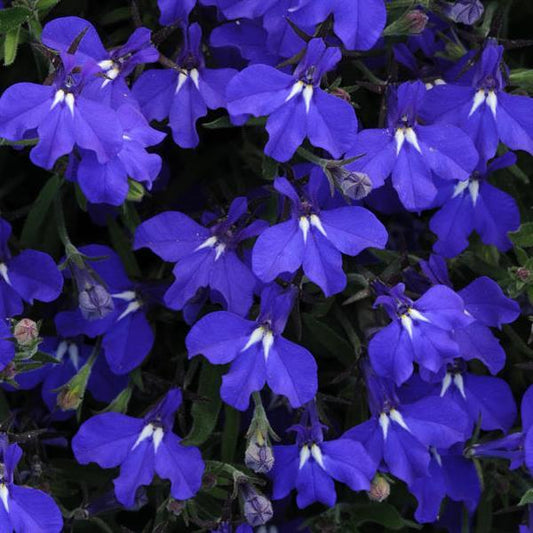 Lobelia Early Springs Blue
