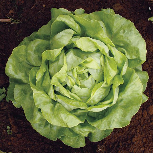 Mirlo Lettuce