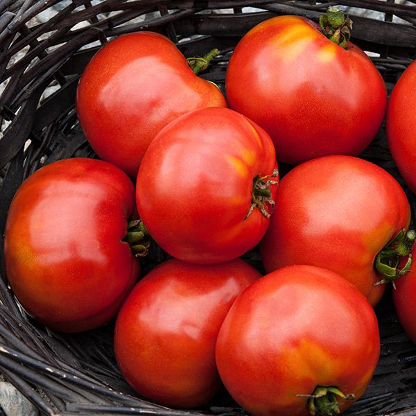 Moskvich Tomato: 1/10 gram
