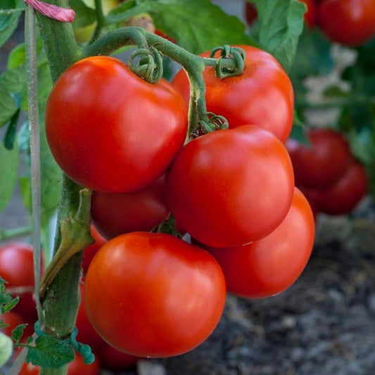 Mountain Cherry Tomato