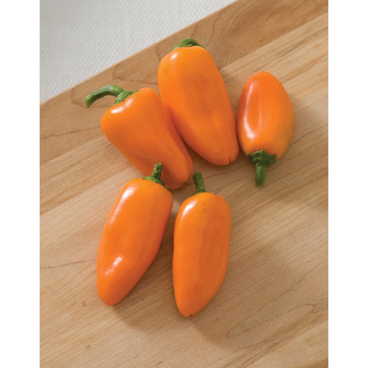 Orange Lunch Box Pepper