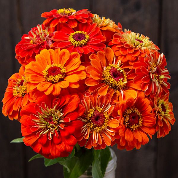 NEW Bouquet Garden(5 Pack)