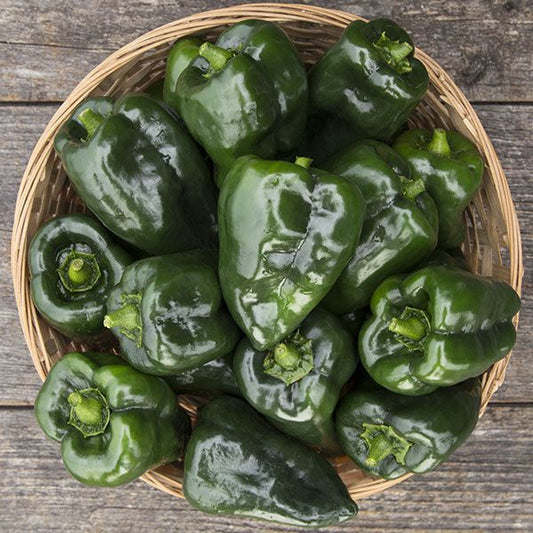 Pablano/Ancho Pepper