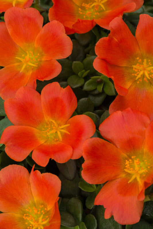 Portulaca Sea Glass Mix