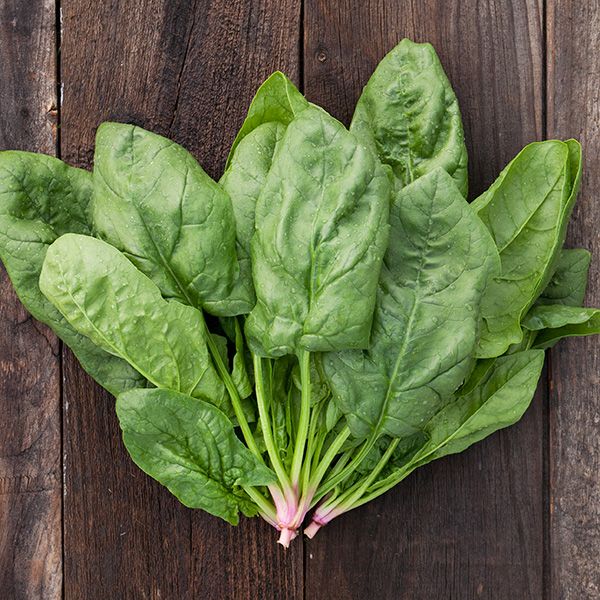 Renegade F1 Spinach: 100 seeds