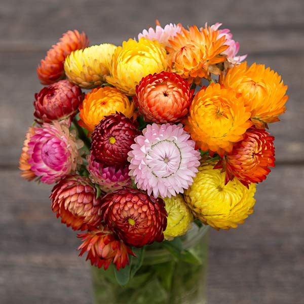 Roggli Riesen Strawflower: 1/64 oz