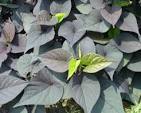 Ipomoea Sweet Potato Vine Sidekick Black Heart