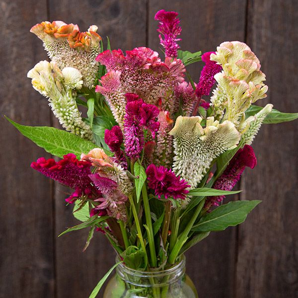 NEW Bouquet Garden(5 Pack)