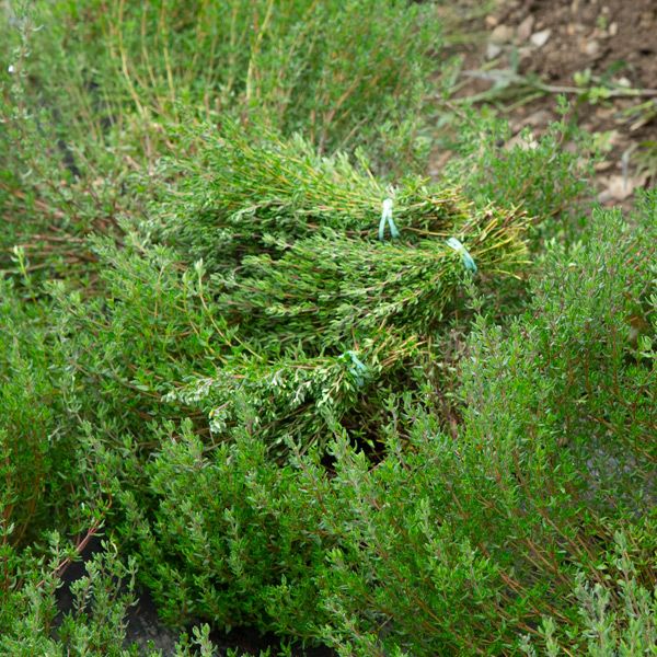Thyme