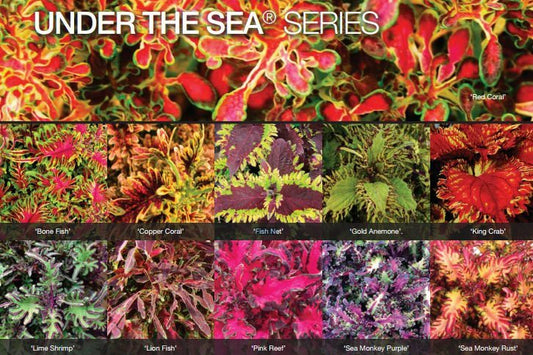 Coleus Under the Sea Mix