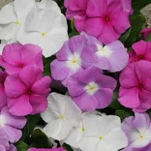 Vinca Titanium Mix