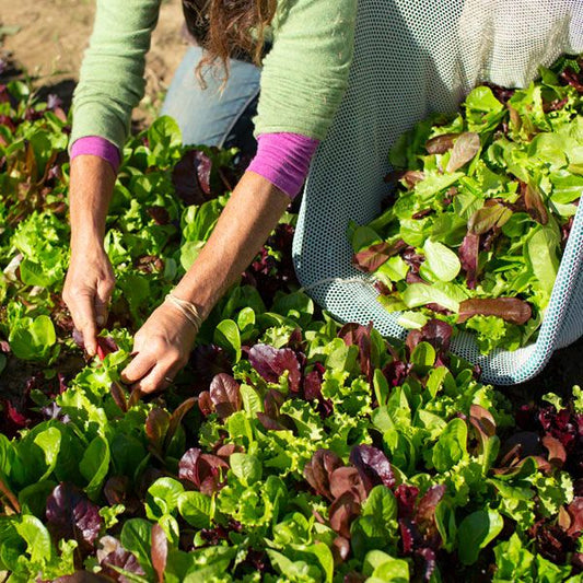 Yankee Hardy Blend Lettuce: 1/32 oz.