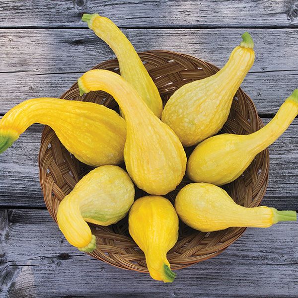 Yellow Crookneck Summer Squash: 1/8 oz.